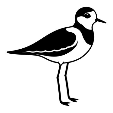 recommend clip art:  snowy plover on white