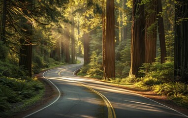 Fototapeta premium A serene, winding road bathed in sunlight, cutting through an ancient redwood forest, evoking a sense of peace and adventure