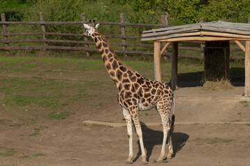 A stunning giraffe stands gracefully in its natural habitat, showcasing its unique and enchanting beauty