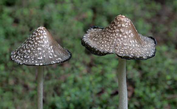 Magpie inkcap mushrooms (Coprinopsis picacea) growing in early fall in central Virginia