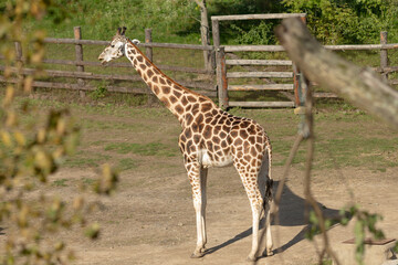 A solitary giraffe stands tall in its spacious enclosure, showcasing its unique spots and impressively long neck
