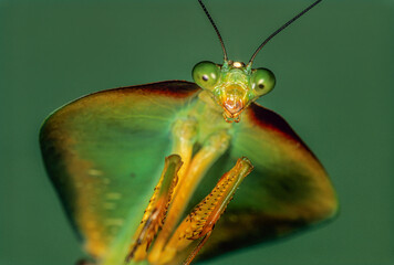 Tropical shield mantid (Choeradodis stalii); tropical cloud forest of Peru. Wide thorax and wing covers closely mimic a leaf, thus camouflaging it from birds and other predators. 