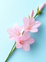 Delicate pink flowers on a blue background, showcasing nature's beauty.