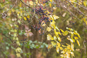 autumn leaves on the tree