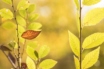 autumn leaves on the tree
