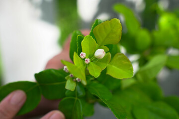 Citrus hystrix, called the kaffir lime, Thai lime or makrut lime, is a citrus fruit native to tropical Southeast Asia.