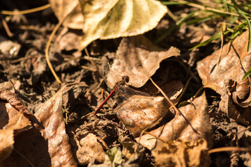 fly on the ground