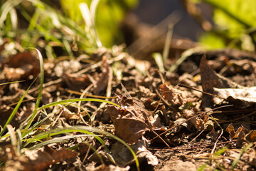 fly on the ground