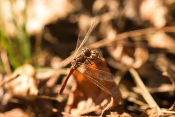 fly on the ground