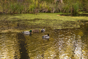 ducks on the lake