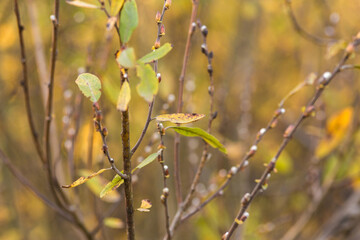 autumn leaves on the tree