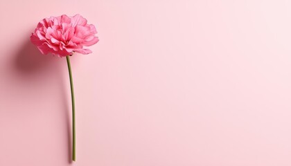 Single pink flower on a pastel pink background, minimalistic and elegant.