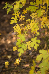 autumn leaves on the tree