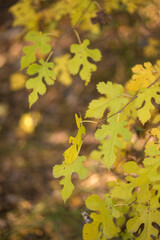autumn leaves on the tree