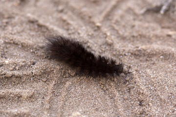 close up of a caterpillar