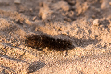 ants on the ground