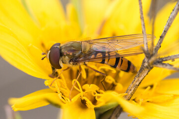 fly on yellow flower