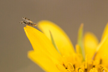 fly on yellow flower