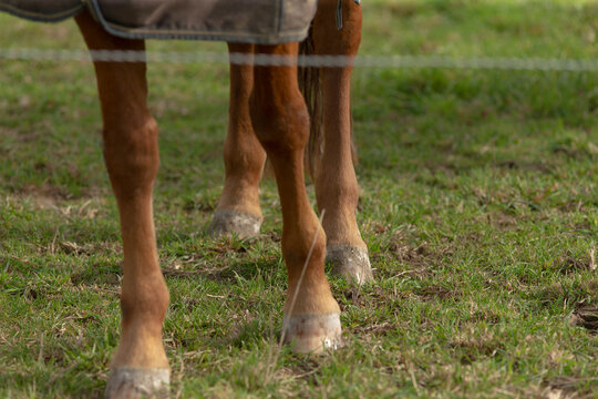 This is a detailed close up view of a horses strong legs as they stand firmly in the lush green grass below them