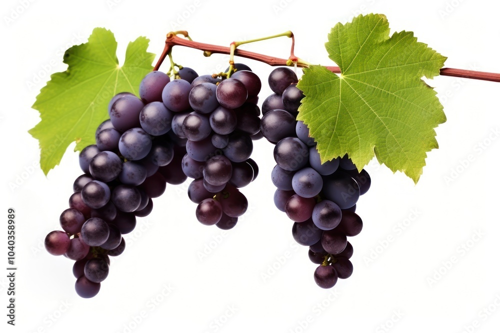 Canvas Prints Grapes vine hanging fruit.