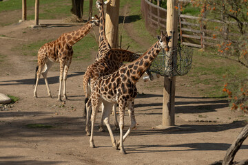 A lovely group of giraffes roaming gracefully together in a serene and peaceful environment full of...