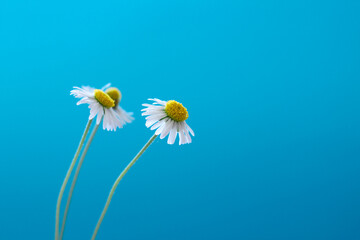 White English daisy (Bellis perennis) flower isolated on blue background. Space for text. © Sever