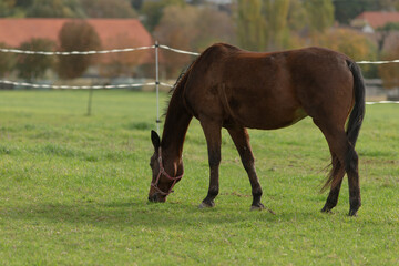 Fototapeta premium A beautiful brown horse is peacefully grazing in a vast grassy field, enjoying the fresh air and surrounding nature all around it