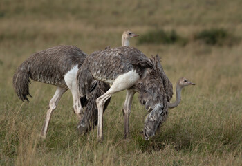 A pair of Ostrich at Masai Mara grassland, Kenya