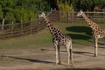 Obraz premium A breathtaking and stunning view of giraffes gracefully roaming and exploring in a serene outdoor setting