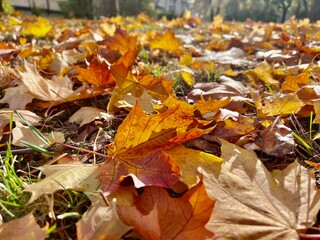 yellow orange maple leaves in sunlight organic authentic background texture autumn and tranquility atmosphere