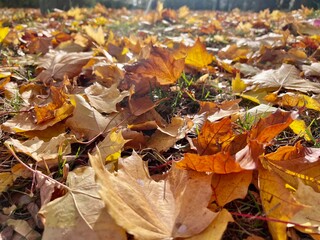 yellow orange maple leaves in sunlight organic authentic background texture autumn and tranquility atmosphere