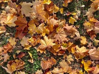 yellow orange maple leaves in sunlight organic authentic background texture autumn and tranquility atmosphere