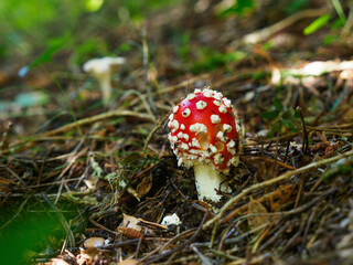 Red Amanita muscaria mushrooms in a forest