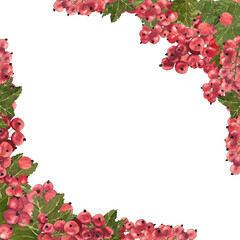 Watercolor board of red currant isolated on white. Bright botanical illustration hand drawn. 