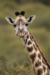 Closeup of a Giraffe at Masai Mara, Kenya