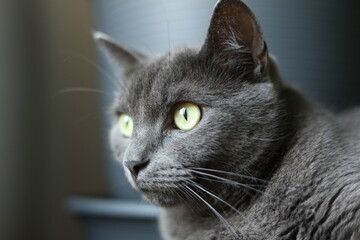 Portrait of a gray cat with yellow eyes on a gray background	