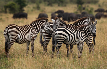 Selective focus on zebra with cape buffalos at the backdrop, Masai Mara, Kenya