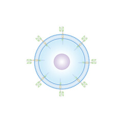 CAR T-cell Scientific Design. Vector Illustration.
