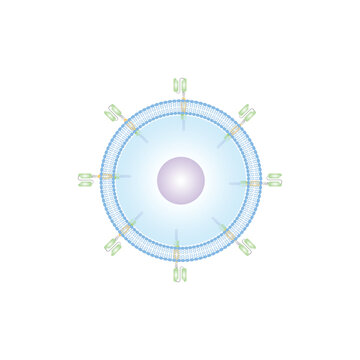 CAR T-cell Scientific Design. Vector Illustration.
