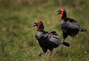 A pair of Southern ground hornbill on the green, Masai Mara, Kenya