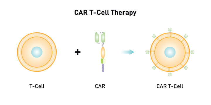 CAR T-cell Therapy Scientific Design. Vector Illustration.
