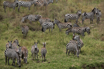 Naklejka premium Selective focus on zebra at savannah, Masai Mara, Kenya