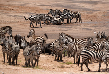 Obraz premium Selective focus on zebra at the back in a river bed at Masai Mara, Kenya