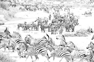 Highkey image of zebras at Masai Mara, Kenya