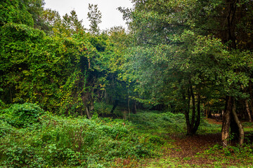 Autumn Trees in the Forest