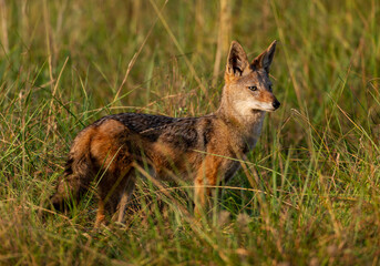 A black backed Jackal in Rietvlei nature reserve, South Africa