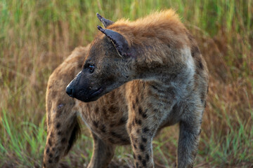 Obraz premium Aa alert spotted hyena in the Kruger National Park, South Africa