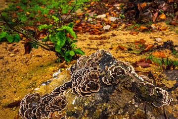 Mushroom Growing on Tree Trunk in the Forest