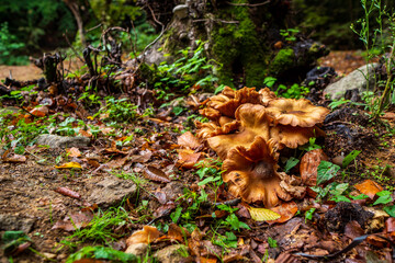 Mushroom Growing on Tree Trunk in the Forest