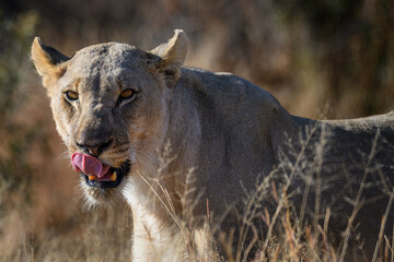 A lioness licking her lips in the Pilanesberg National Park South Africa
